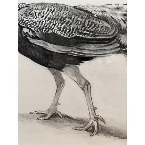 1504 - Jonathan SAINSBURY (1951) A charcoal drawing of a peacock. Signed L.R. 94 in glazed frame. Sight siz... 