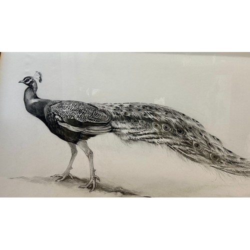 1504 - Jonathan SAINSBURY (1951) A charcoal drawing of a peacock. Signed L.R. 94 in glazed frame. Sight siz... 