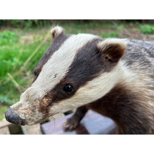 890 - Taxidermy: A European female badger, mounted  upon a rectangular base 65.5 x 25.5cm. Badger approx. ... 