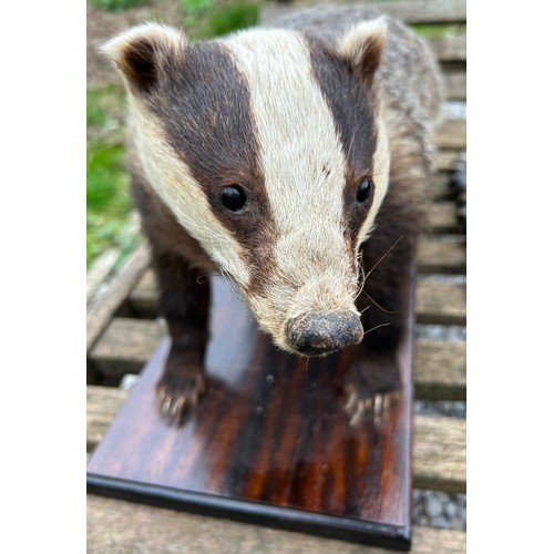 890 - Taxidermy: A European female badger, mounted  upon a rectangular base 65.5 x 25.5cm. Badger approx. ... 