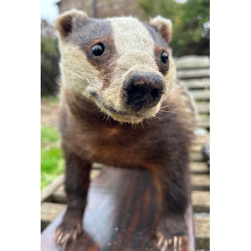 890 - Taxidermy: A European female badger, mounted  upon a rectangular base 65.5 x 25.5cm. Badger approx. ... 