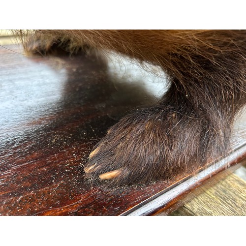 890 - Taxidermy: A European female badger, mounted  upon a rectangular base 65.5 x 25.5cm. Badger approx. ... 