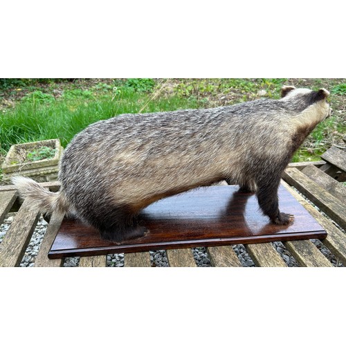 890 - Taxidermy: A European female badger, mounted  upon a rectangular base 65.5 x 25.5cm. Badger approx. ... 