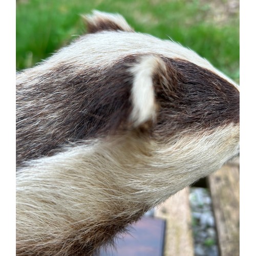 890 - Taxidermy: A European female badger, mounted  upon a rectangular base 65.5 x 25.5cm. Badger approx. ... 