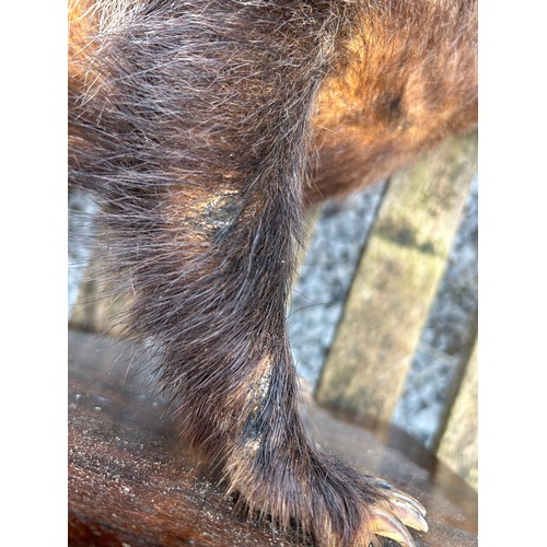 890 - Taxidermy: A European female badger, mounted  upon a rectangular base 65.5 x 25.5cm. Badger approx. ... 