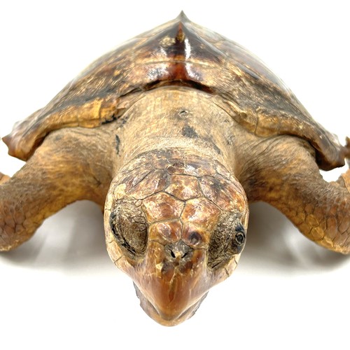 891 - Taxidermy: An adult Victorian sea turtle (Cheloniidae). Approx. 59cm l.  Shell size 36cm x 29 cm.