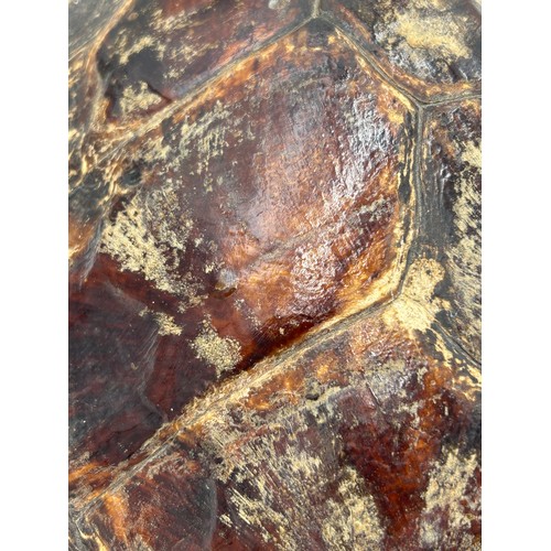 891 - Taxidermy: An adult Victorian sea turtle (Cheloniidae). Approx. 59cm l.  Shell size 36cm x 29 cm.