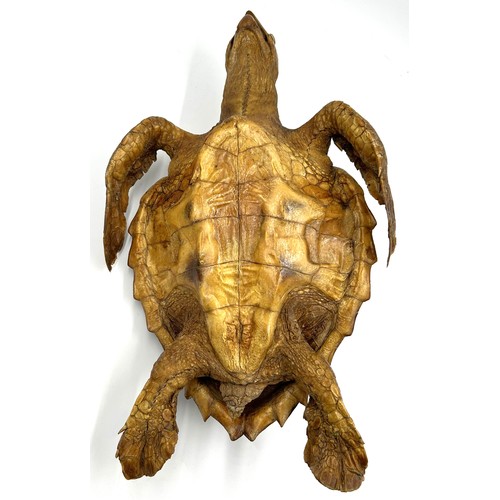 891 - Taxidermy: An adult Victorian sea turtle (Cheloniidae). Approx. 59cm l.  Shell size 36cm x 29 cm.