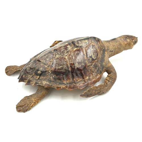 891 - Taxidermy: An adult Victorian sea turtle (Cheloniidae). Approx. 59cm l.  Shell size 36cm x 29 cm.