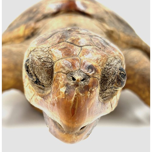 891 - Taxidermy: An adult Victorian sea turtle (Cheloniidae). Approx. 59cm l.  Shell size 36cm x 29 cm.