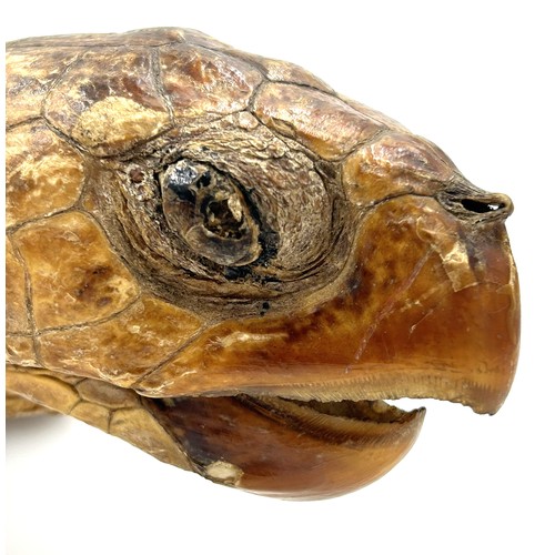 891 - Taxidermy: An adult Victorian sea turtle (Cheloniidae). Approx. 59cm l.  Shell size 36cm x 29 cm.