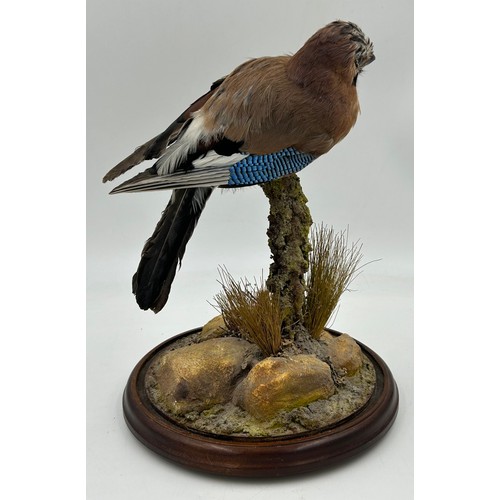 892 - A taxidermy Jay (Garrulus glandarius) with head facing left perched on a branch 34cm, mounted on an ... 