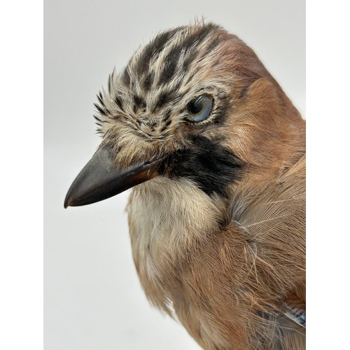 892 - A taxidermy Jay (Garrulus glandarius) with head facing left perched on a branch 34cm, mounted on an ... 