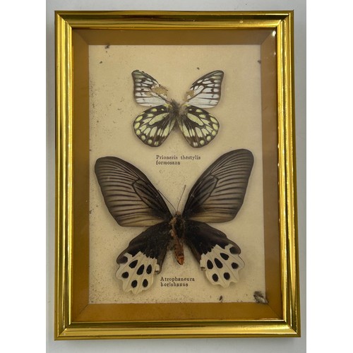 894 - A Sea Turtle shell 28cm along with two framed displays of Butterflies. (3).