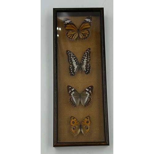 894 - A Sea Turtle shell 28cm along with two framed displays of Butterflies. (3).