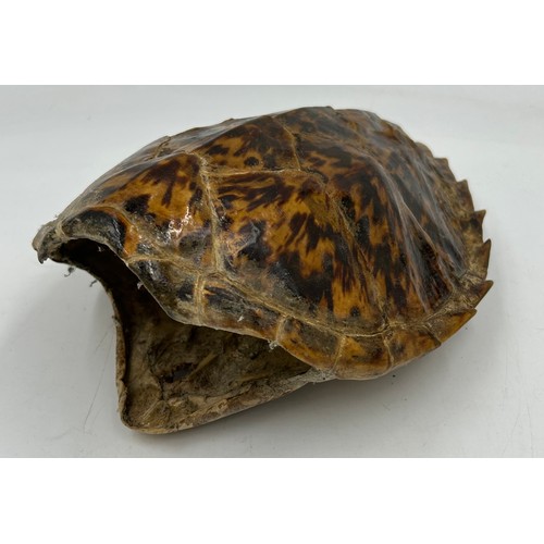 894 - A Sea Turtle shell 28cm along with two framed displays of Butterflies. (3).