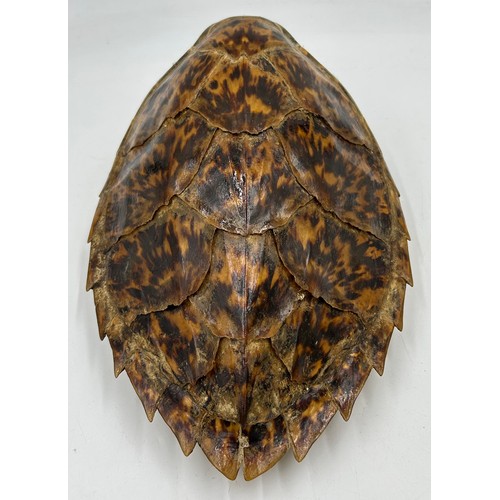 894 - A Sea Turtle shell 28cm along with two framed displays of Butterflies. (3).