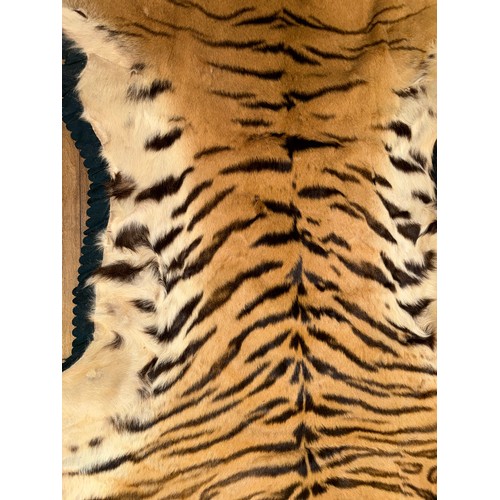 Taxidermy - superb quality Bengal Tiger (Panthera Tigris) skin rug ...