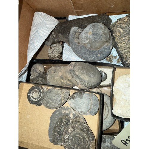 Fossils to include ammonite species, corals and sea urchins, fossilised ...