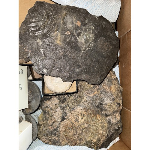 Fossils to include ammonite species, corals and sea urchins, fossilised ...