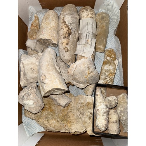 Fossils to include ammonite species, corals and sea urchins, fossilised ...