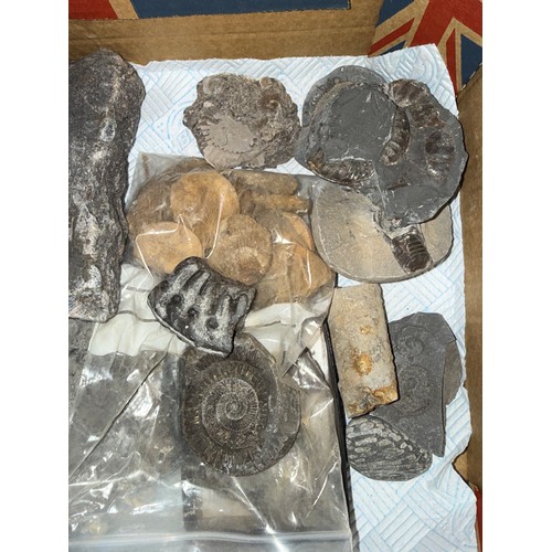 Fossils to include ammonite species, corals and sea urchins, fossilised ...