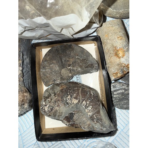 Fossils to include ammonite species, corals and sea urchins, fossilised ...