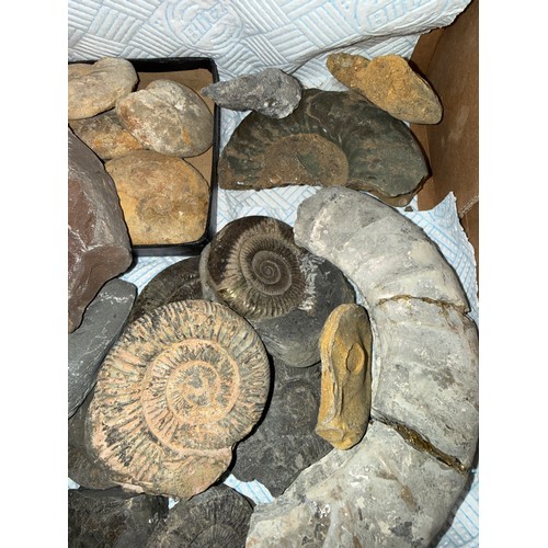 Fossils to include ammonite species, corals and sea urchins, fossilised ...