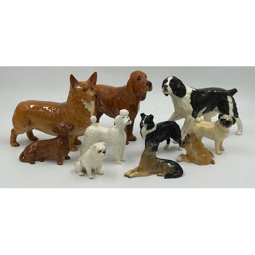 447 - A collection of Beswick dogs to include Pembroke Corgi, Cocker Spaniel, Springer Spaniel, German She... 