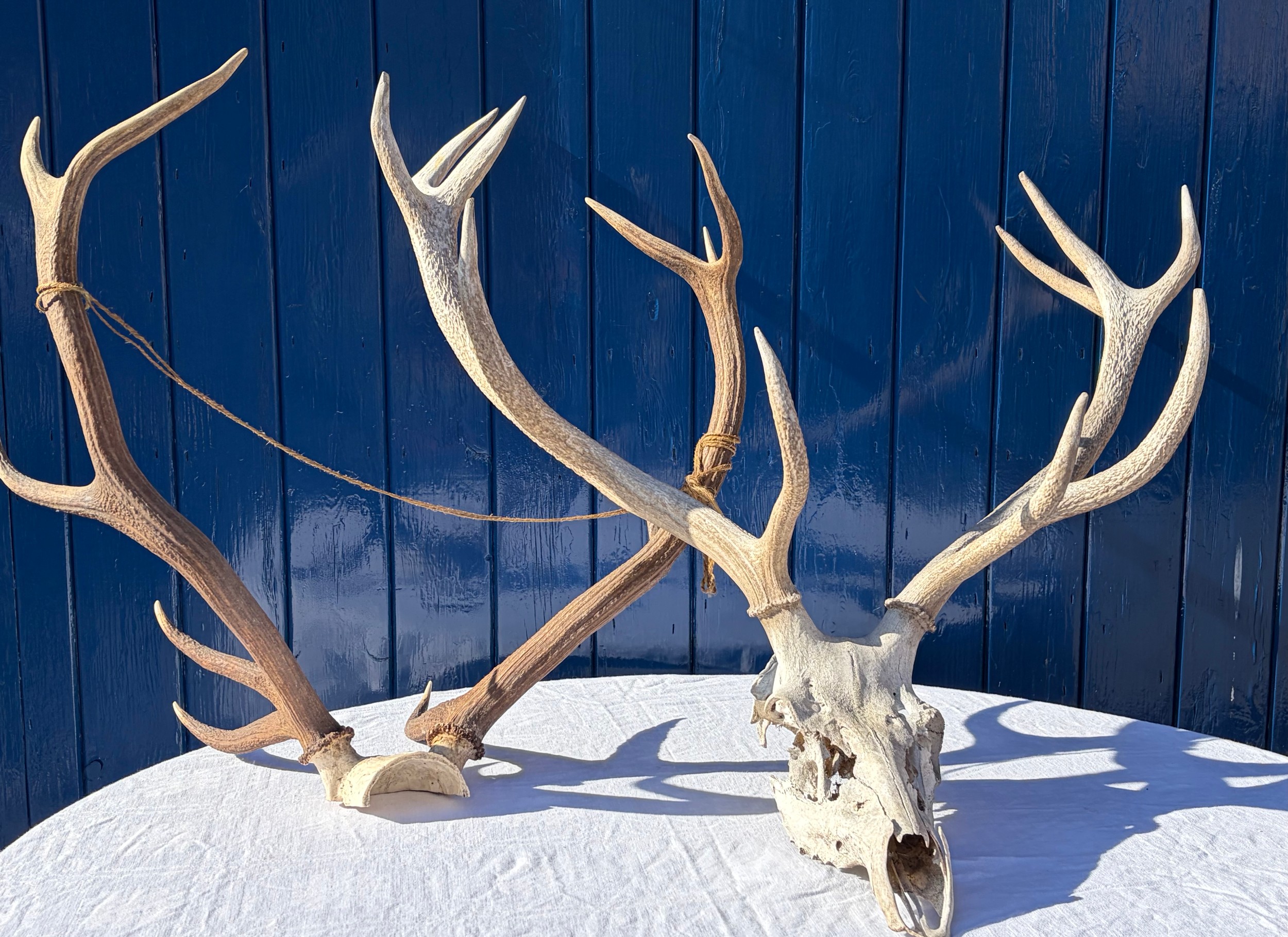Two pairs of stag antlers, one with ten points , approx. 62cm to skull ...