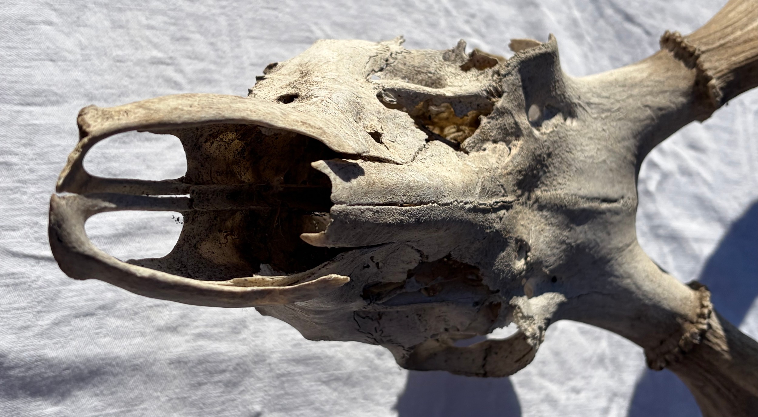 Two pairs of stag antlers, one with ten points , approx. 62cm to skull ...