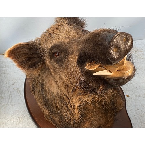 325 - Taxidermy interest: a large Boar’s head looking right with open mouth, on shaped plaque, approx. 70c... 