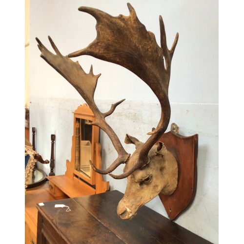 366 - Taxidermy: A large Stags head mounted on shield shaped plinth