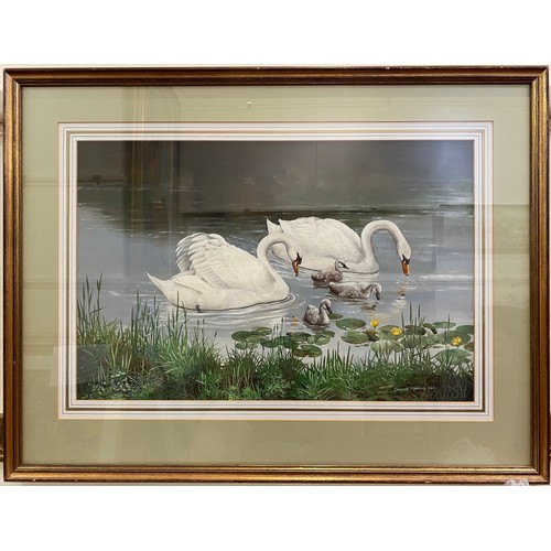 484 - Caroline Manning (20th century) Study of swans and cygnets on a lake, signed, gouache, mounted, glaz... 