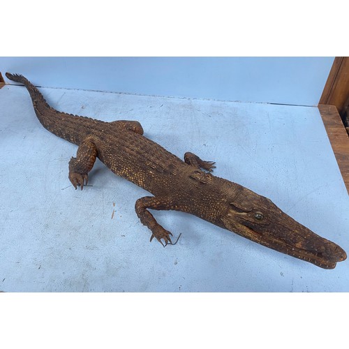 198 - A taxidermy study of a caiman / crocodile approx. 125cm long