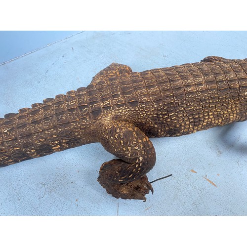 198 - A taxidermy study of a caiman / crocodile approx. 125cm long