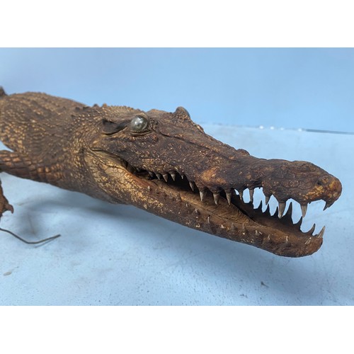 198 - A taxidermy study of a caiman / crocodile approx. 125cm long