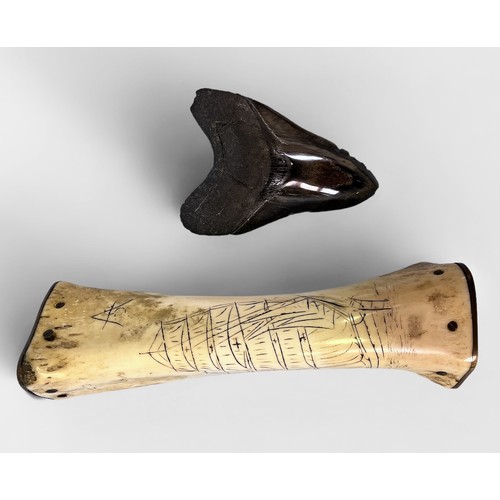 516 - A scrimshaw cow leg bone money box with applied brass ends, one end engraved ‘Tempus Fugit’ and the ... 