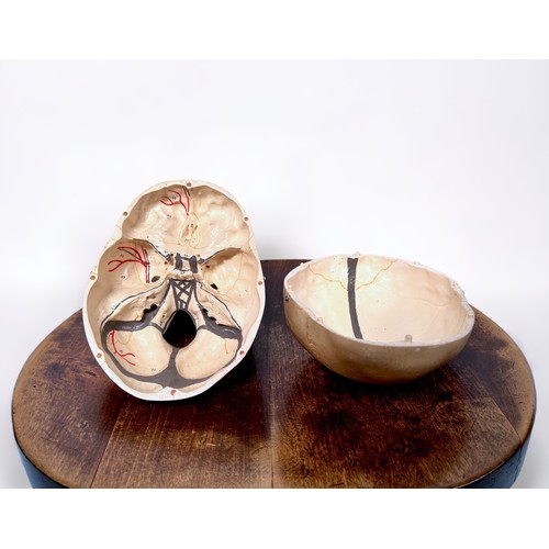 321 - A students anotimical human skull with removable craneum, together with a papiermache/composite skul... 