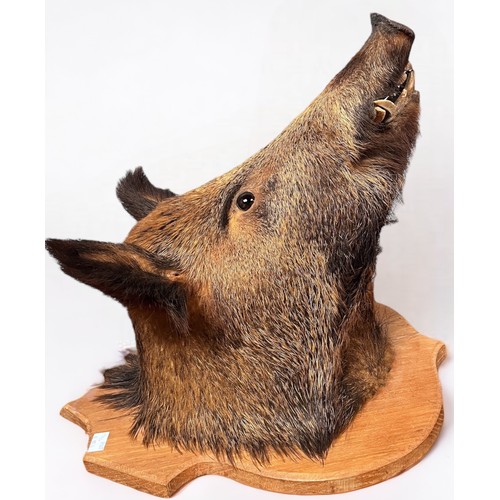 338 - A large Taxidermy Wild Boar's Head, mounted on oak shield,