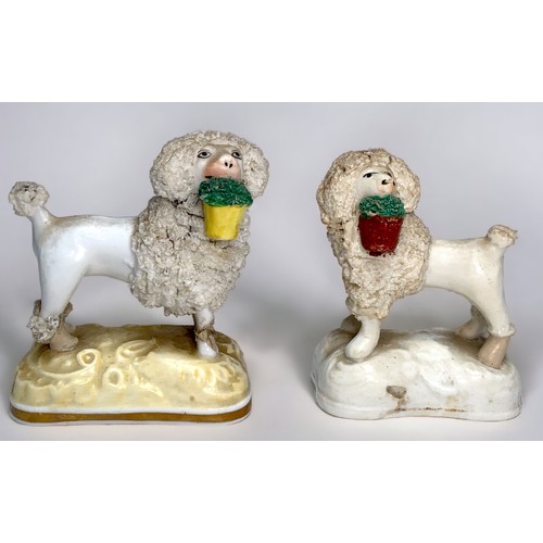 21 - A rare Samuel Alcock porcelain figure of a standing poodle holding flower pot in its mouth, C.1835-5... 