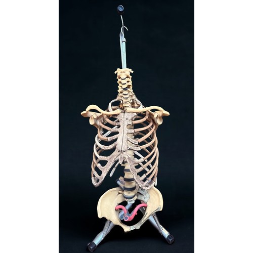 316 - An anatomical model of human torso skeleton, by ESP (Educational Scientific Products Ltd) suspended ... 