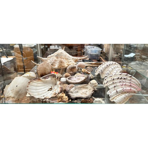 339 - A collection of approximately forty assorted sea shells, including, a Giant Spider Conch (Lambis) an... 