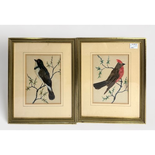 316 - Seven assorted Victorian feather and watercolour collages of birds, including a Guamirro, a Montero ... 