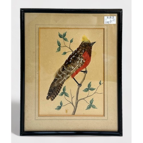 316 - Seven assorted Victorian feather and watercolour collages of birds, including a Guamirro, a Montero ... 