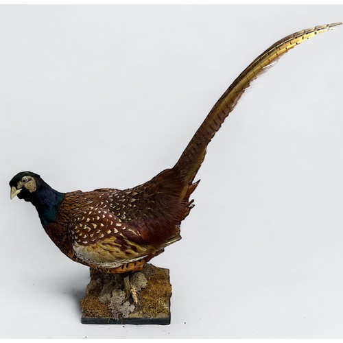 441 - A vintage taxidermy pheasant, raised on naturalistic square base, 36cm tall to top of head