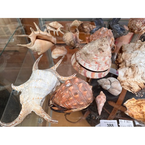 388 - A collection of approximately forty assorted sea shells, including, a Giant Spider Conch (Lambis) an... 