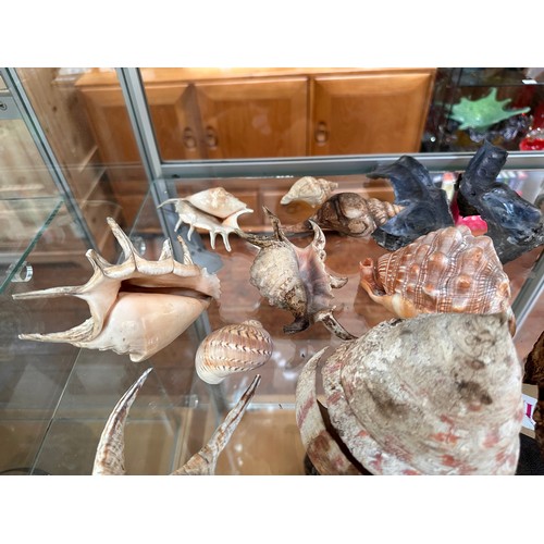 388 - A collection of approximately forty assorted sea shells, including, a Giant Spider Conch (Lambis) an... 