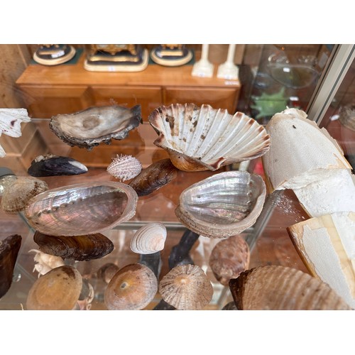 388 - A collection of approximately forty assorted sea shells, including, a Giant Spider Conch (Lambis) an... 