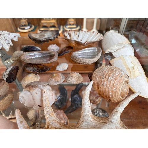 388 - A collection of approximately forty assorted sea shells, including, a Giant Spider Conch (Lambis) an... 